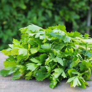 Groen selderij  (bleekselderij)  per bos