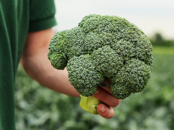 Broccoli per stuk - ingeseald