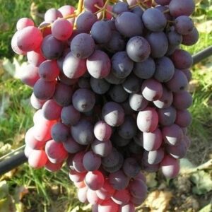 Rode druiven uit de regio  onbespoten