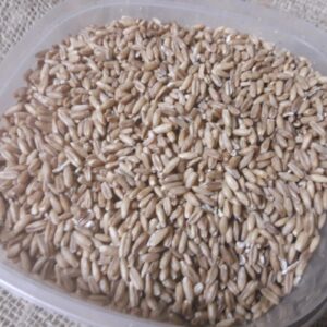 Naakte haver ( 1 kg. )