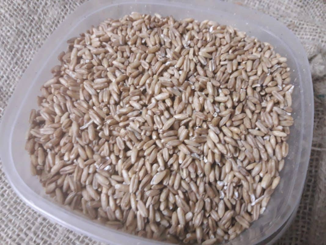 Naakte haver  ( 1 kg. )