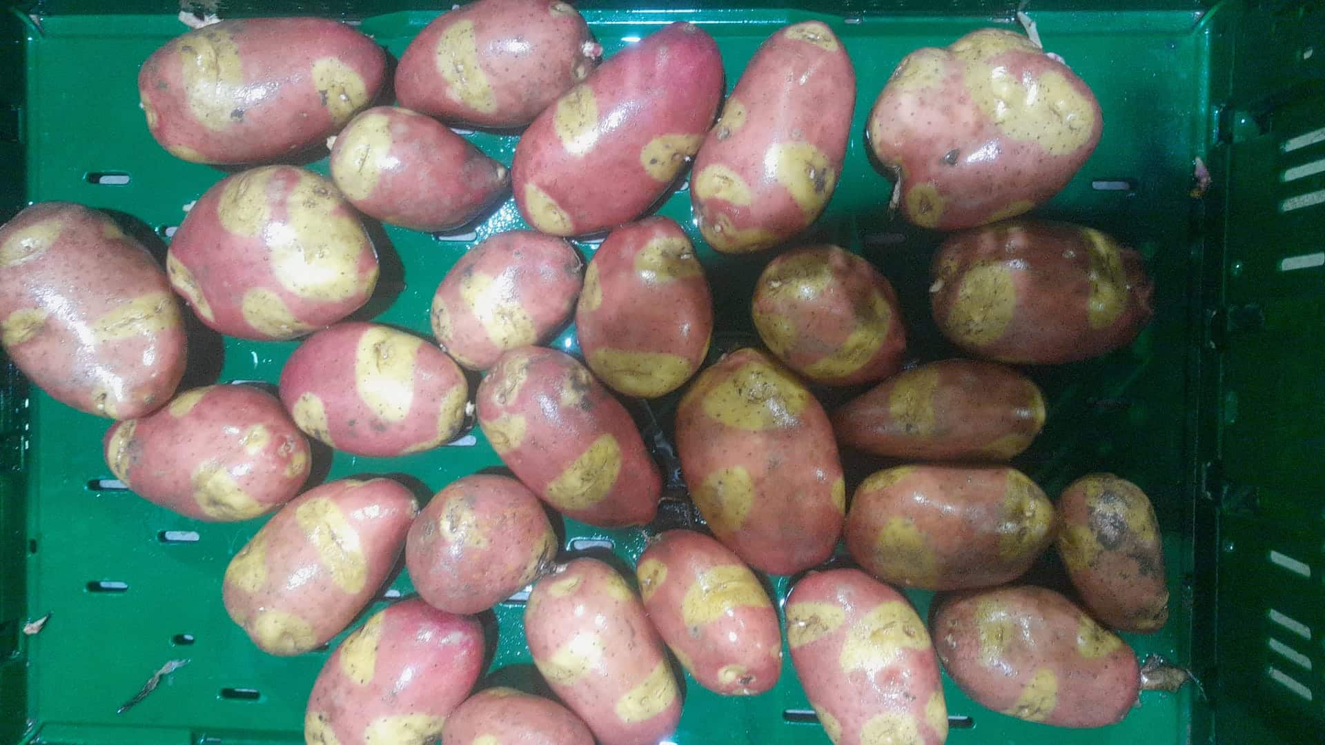 Nemo aardappel 5 kg