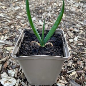 Egyptische ui (Allium cepa 'Viviparum') P11 pot