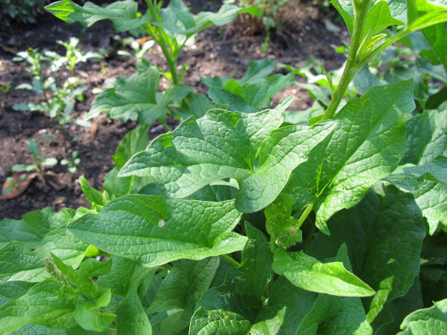 Brave Hendrik (Blitum bonus-henricus) P11 pot