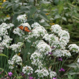 chinese/knoflookbieslook (Allium tuberosum) P11 pot