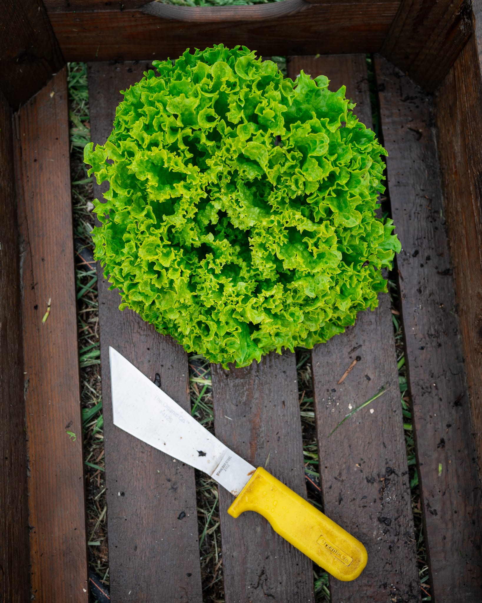 Krulsla – groen
