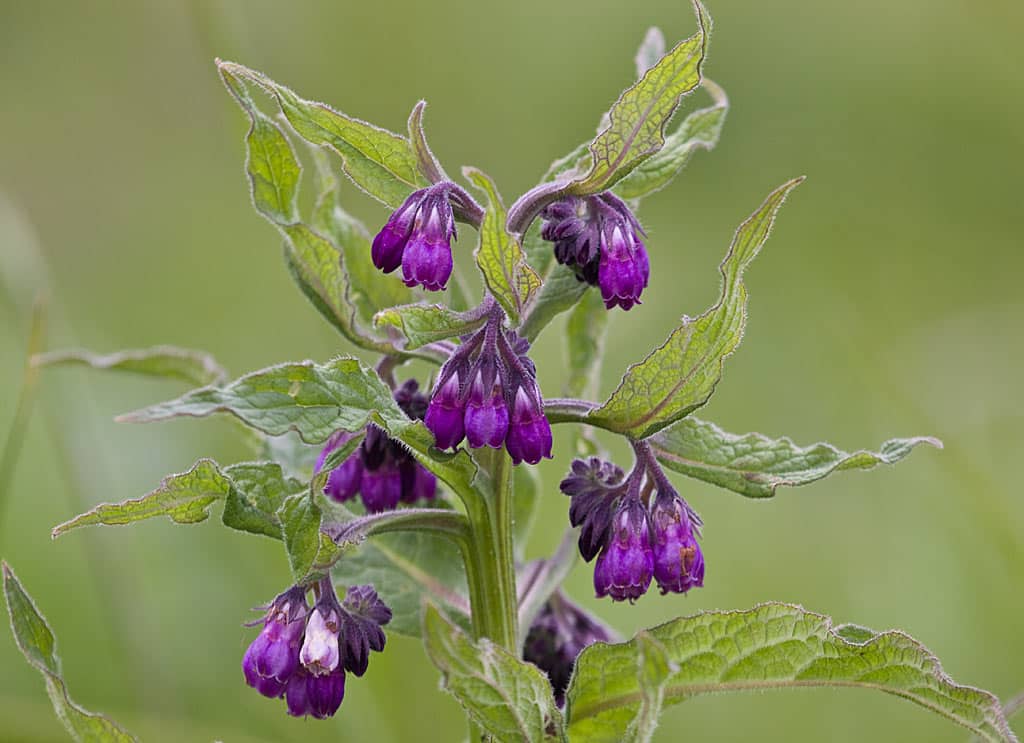 Smeerwortel (symphytum officinale)