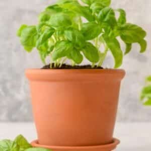 Basilicum plant in pot ( voor thuis in de vensterbank )