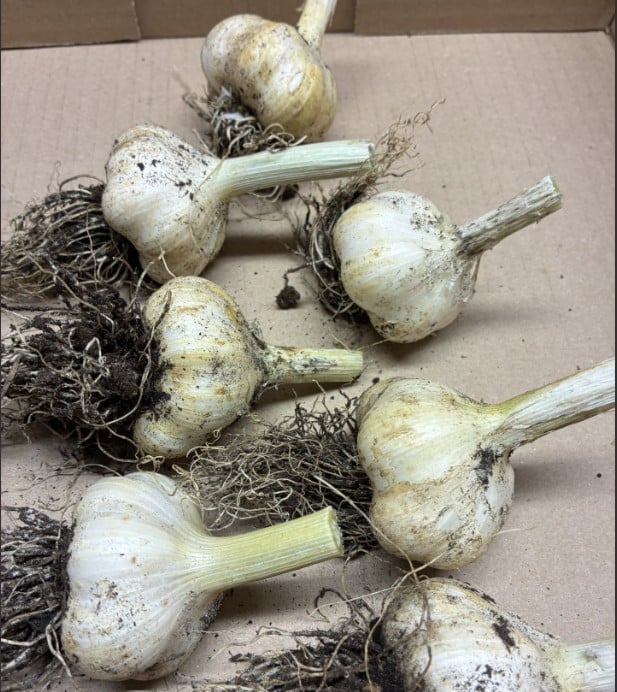 knoflook  per bolletje  ( vers geoogst )