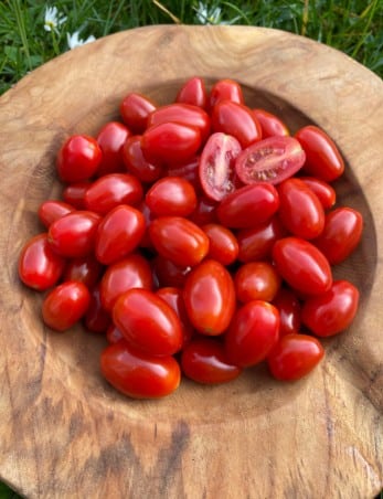Mini Roma tomaatjes   250 gram  ( bio )
