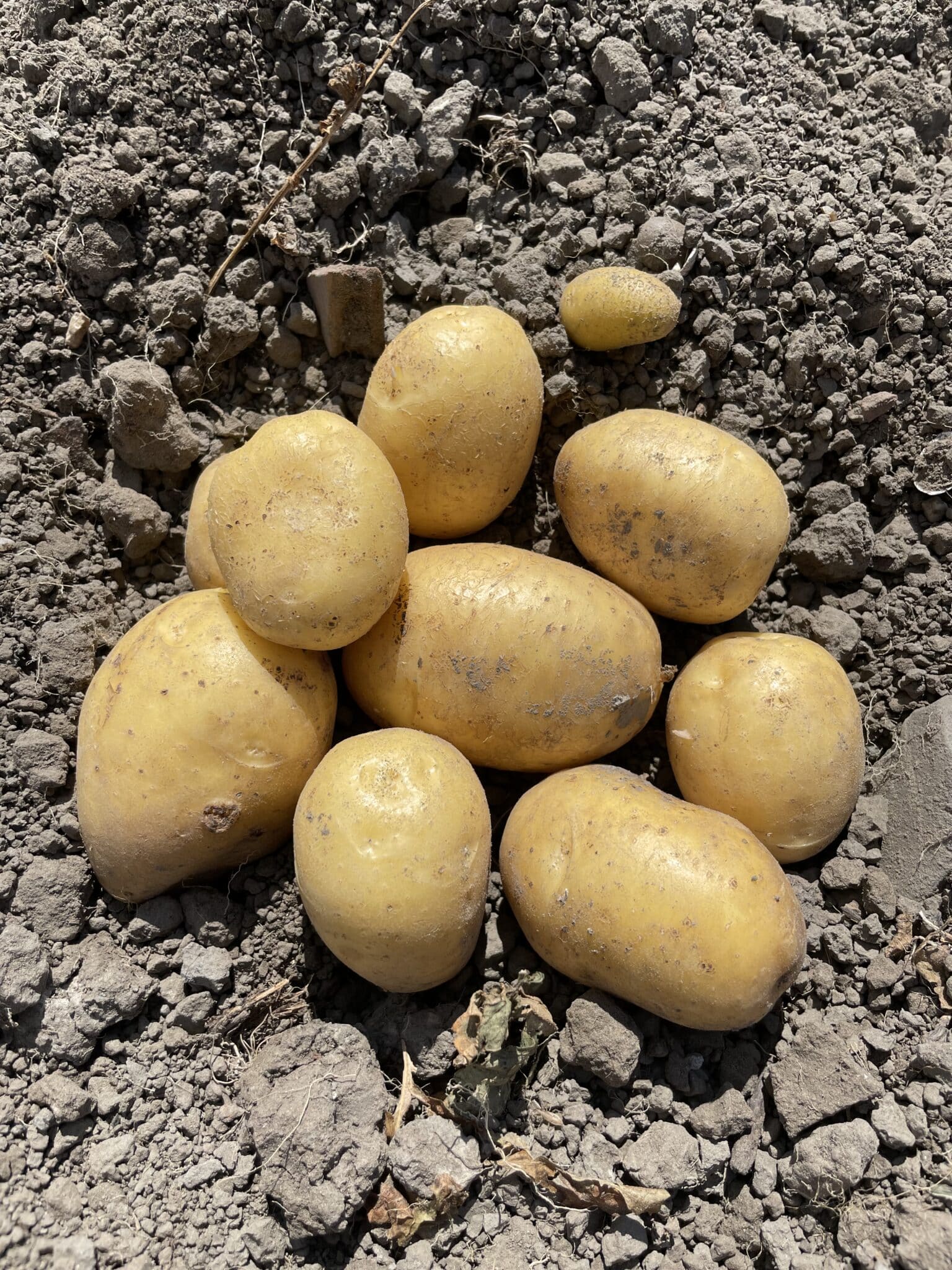Twinner Nieuwe Oogst van de zware grond (10 kg)