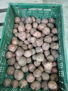 Bildtstar aardappel