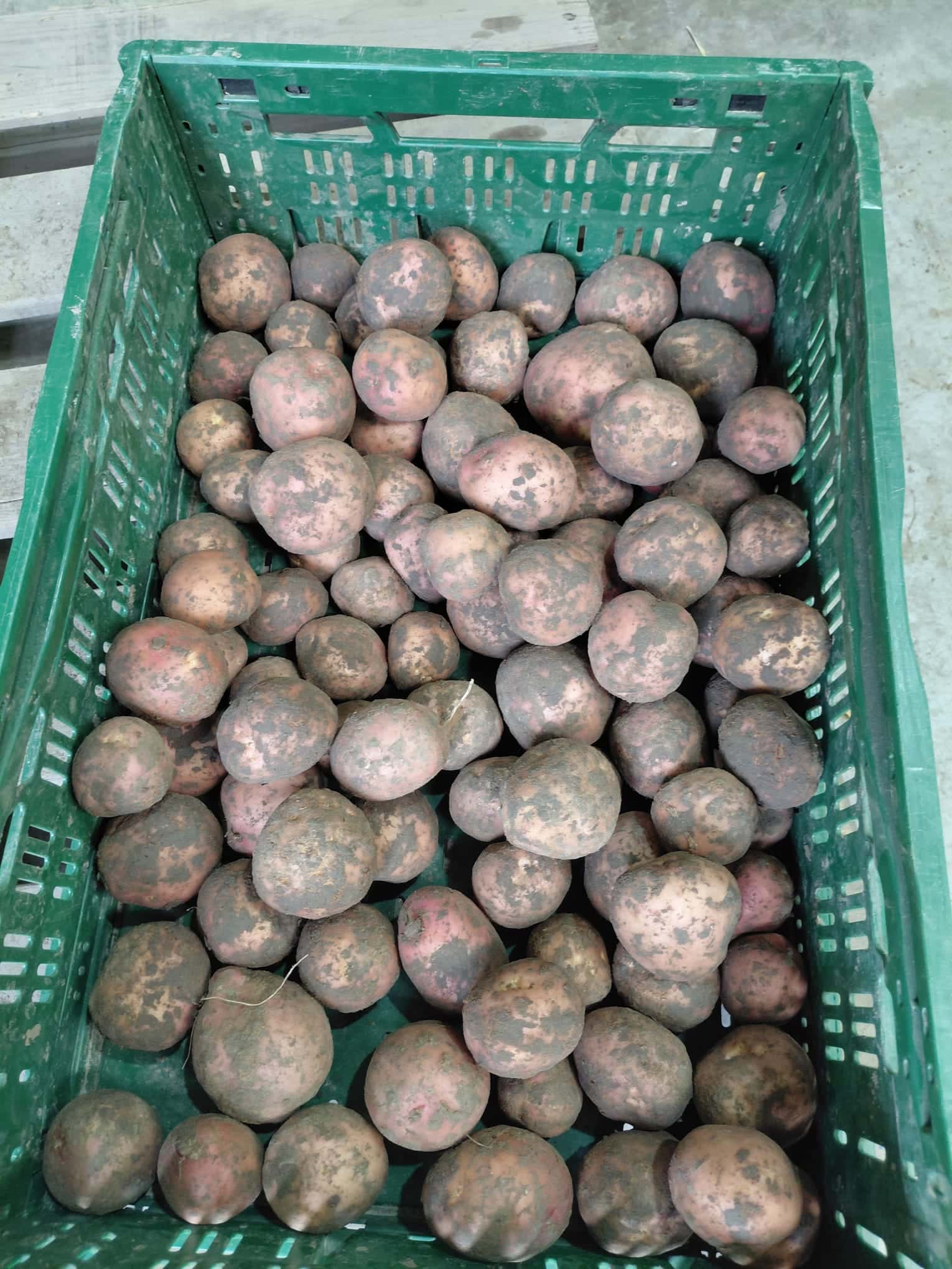 Bildtstar van Bildtse klei    5kg