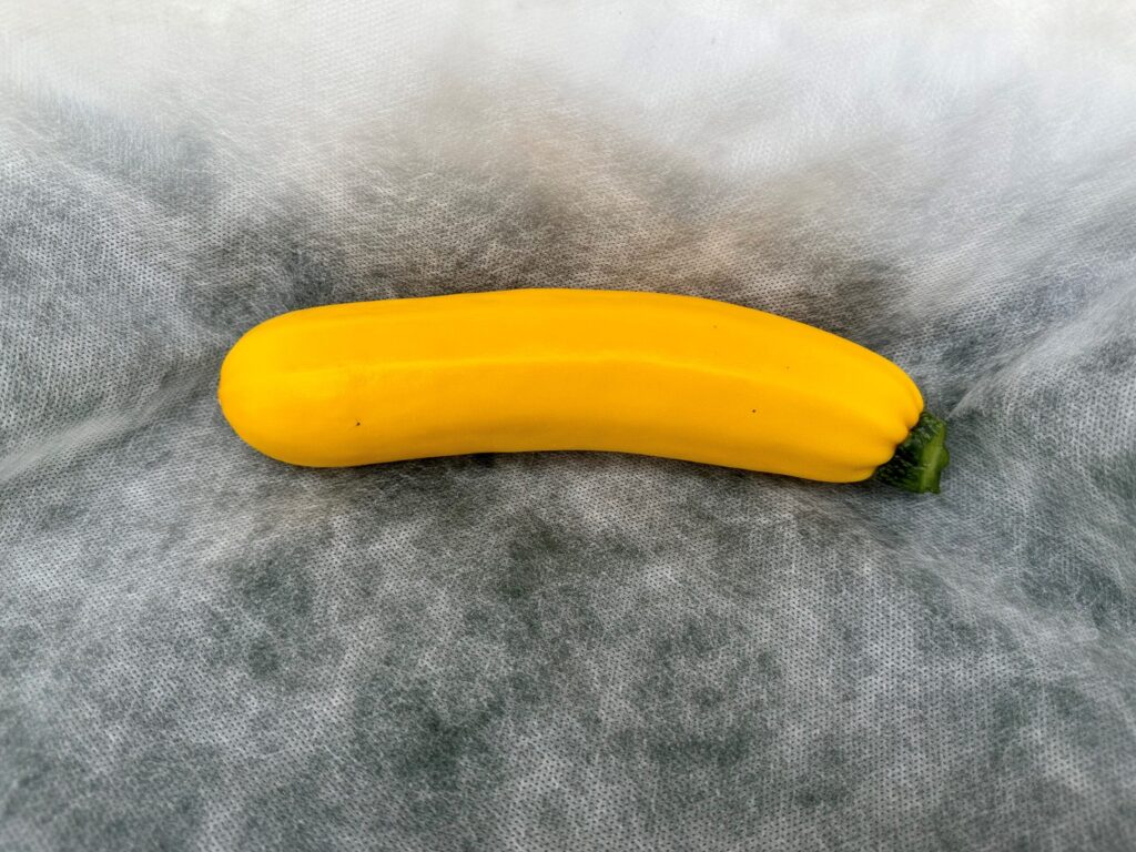 Gele courgette 23 scaled