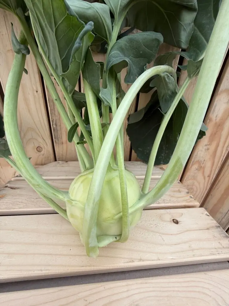 Koolrabi