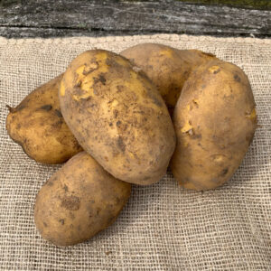 Agria aardappel