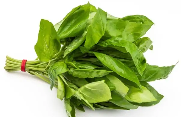 Basilicum bosje