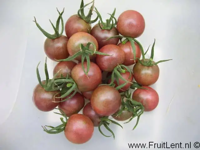 Black cherry tomaatjes