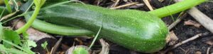 Courgette groot bio