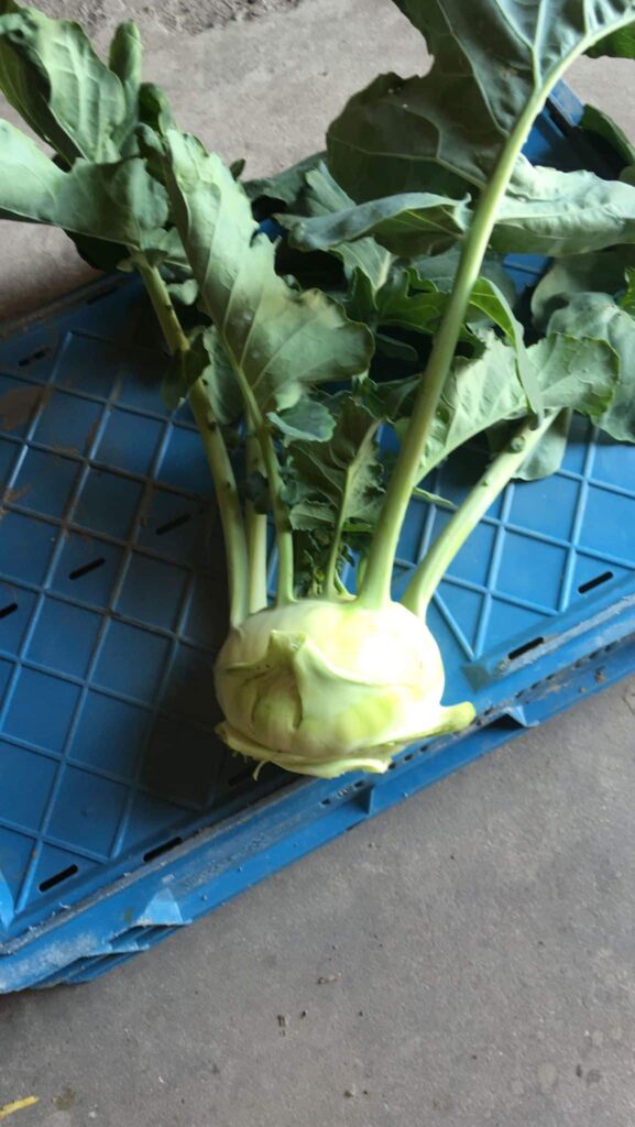 Koolrabi inge