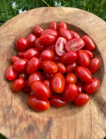 Mini roma tomaatjes jochum