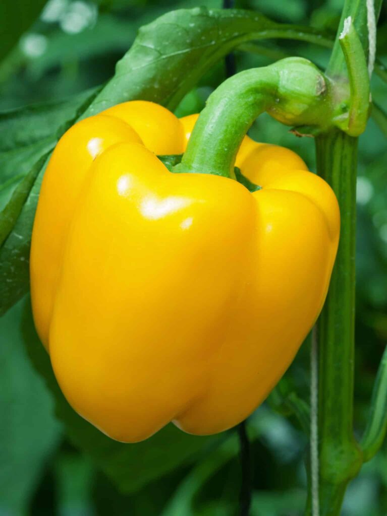 Paprika geel