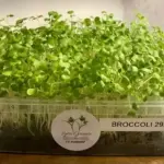 Photo 2023 01 29 13 31 35 6broccoli
