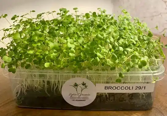 Photo 2023 01 29 13 31 35 6broccoli