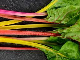 Regenboogsnijbiet