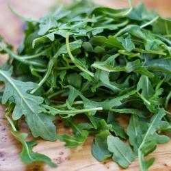 Rucola