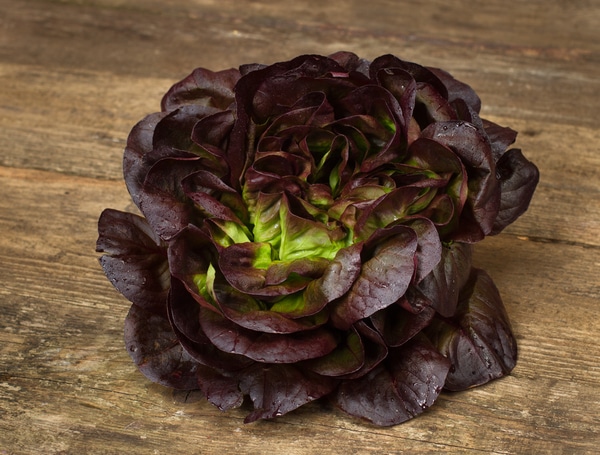 Salanova rood