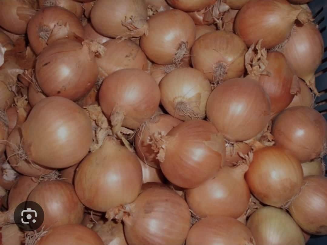 Hybing uien, nieuwe oogst 5kg