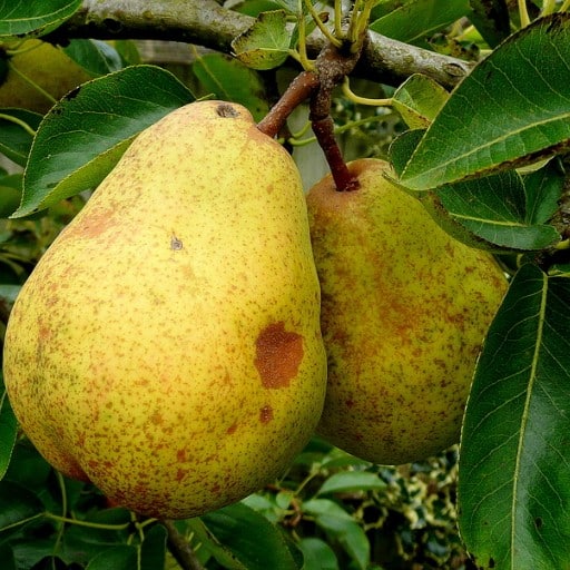 Williams peer  ( BIO )  1 kilo