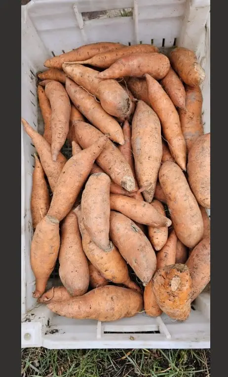 Zoete aardappel afgekeurd