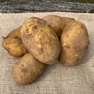 Agria aardappel