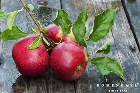 Ecolette appels
