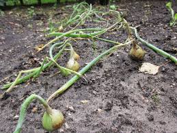Plantui